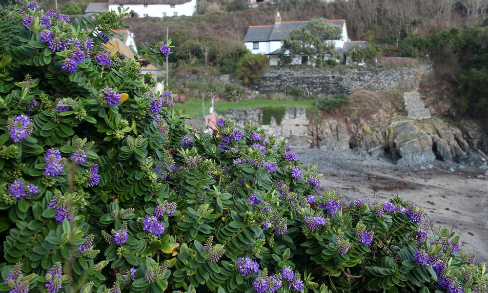 Cadgwith